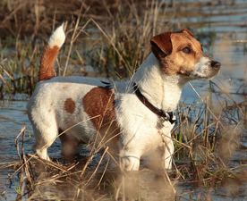 Bicolore fauve marron et blanc Jack Russell poil lisse