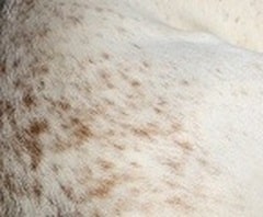 Truitures Jack Russell 