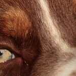 yeux ambres / verts Berger Australien