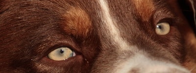 yeux ambres / verts Berger Australien