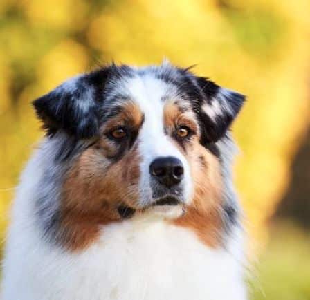 Muqueuses noires berger australien