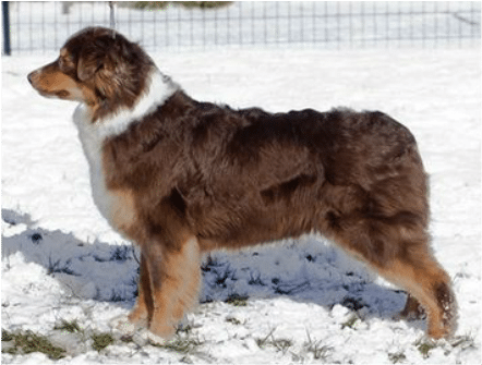 rouge tricolore berger australien