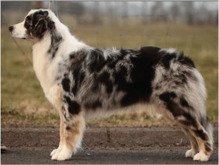 berger australien bleu merle feux et blanc tricolore