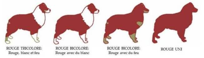 couleur rouge berger australien