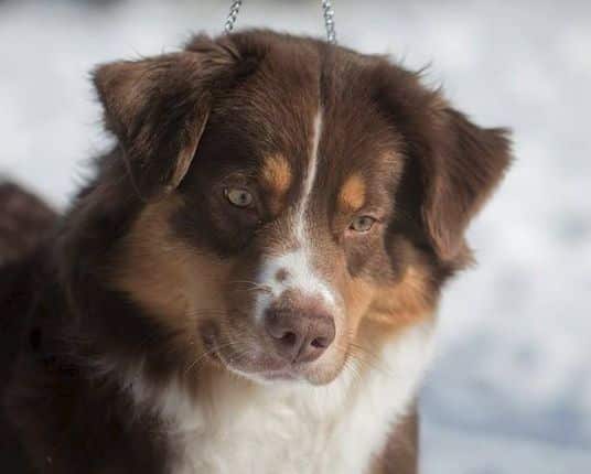 Muqueuses foies berger australien