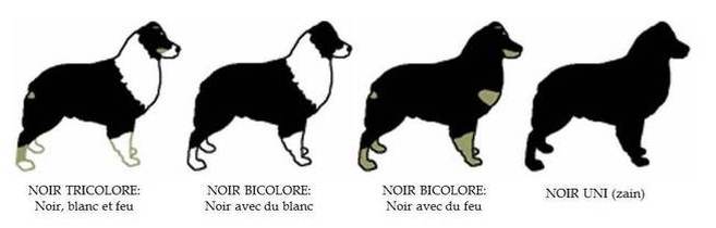 couleur noire berger australien