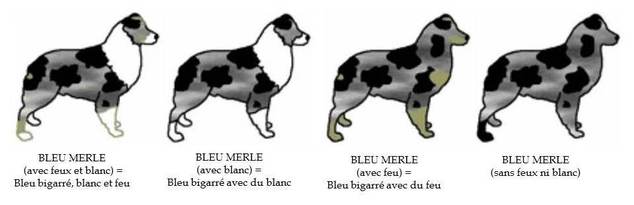 bleu merle berger australien
