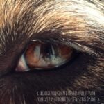 oeil particolore (marron et bleu) Berger Australien