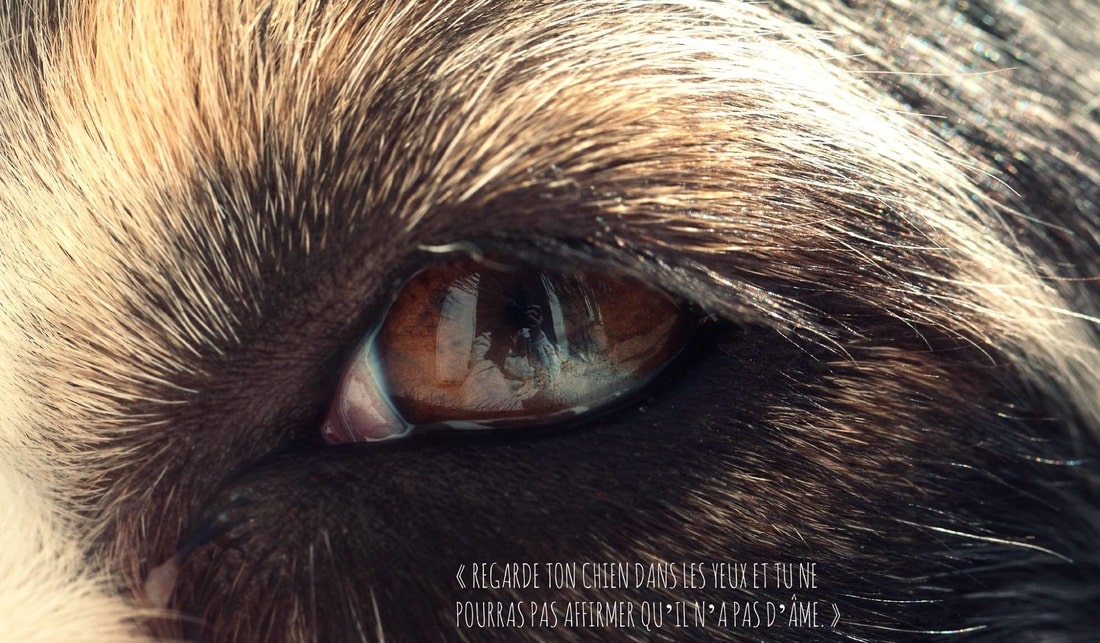 oeil particolore (marron et bleu) Berger Australien