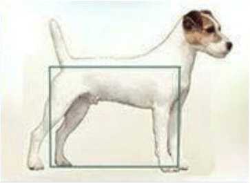 différence Parson Russel Terrier Jack Russel Terrier