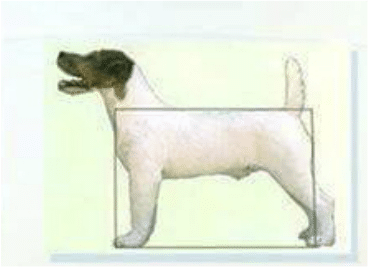 différence Parson Russel Terrier Jack Russel Terrier