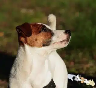 Jack Russell fauve charbonné