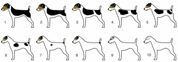 blanc génétique jack russell