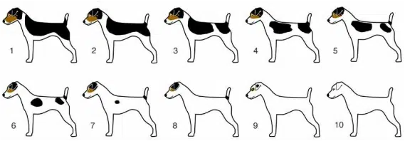 blanc génétique jack russell