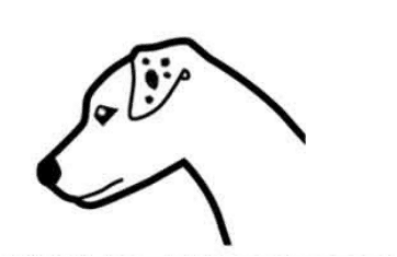 genetique blanc jack russel