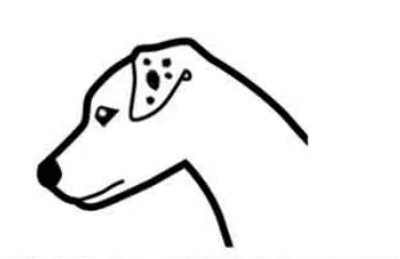 genetique blanc jack russel