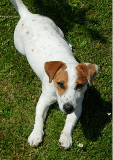 ticking mouchetures jack russell