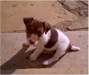 Jack russell foie marron génétique