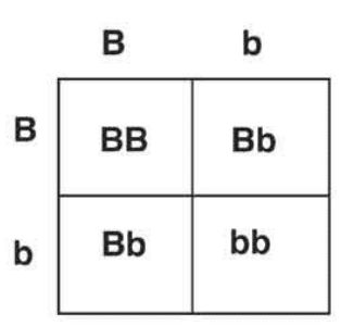 tableau de croisement génétique qualitative jack russell