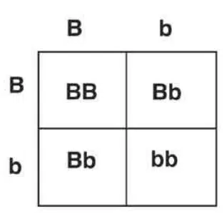 tableau de croisement génétique qualitative jack russell