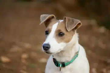 jack russel dilué gris