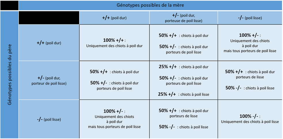 croisement poil dur poil lisse jack russell