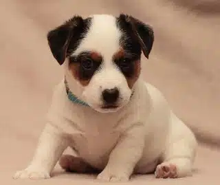 locus gène raly saddle tan jack russell terrier