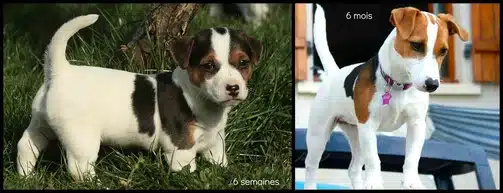 locus gène raly saddle tan jack russell terrier