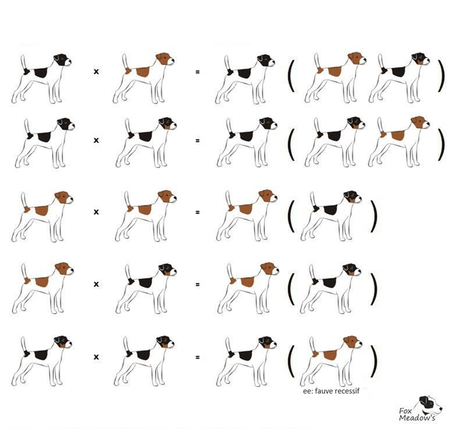 croisement génétique couleur jack russell