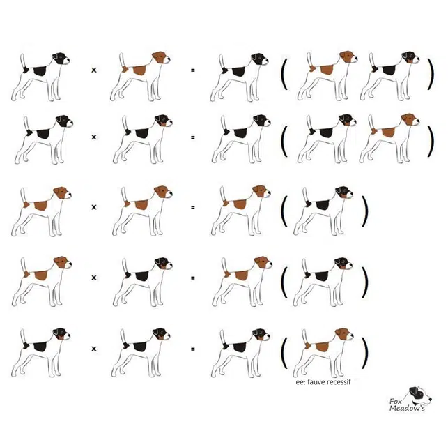 croisement génétique couleur jack russell