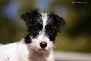 Jack russell noire et blanche