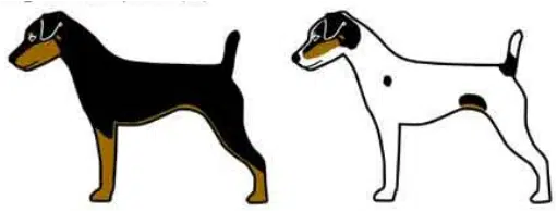 génétique jack russell robe tricolore