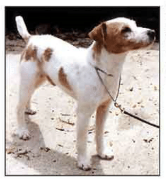 jack russel ee fauve recessif