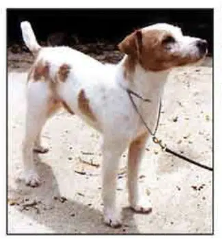 jack russel ee fauve recessif