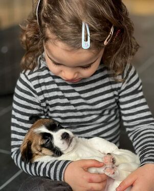 jack russell chien de soutien emotionnel ou psychologique