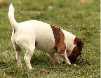 Cavage Jack Russel