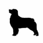 La race Berger Australien