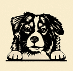 Caractère et éducation berger austalien