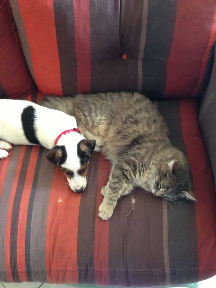 jack russel et chat