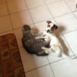 jack russel et chat