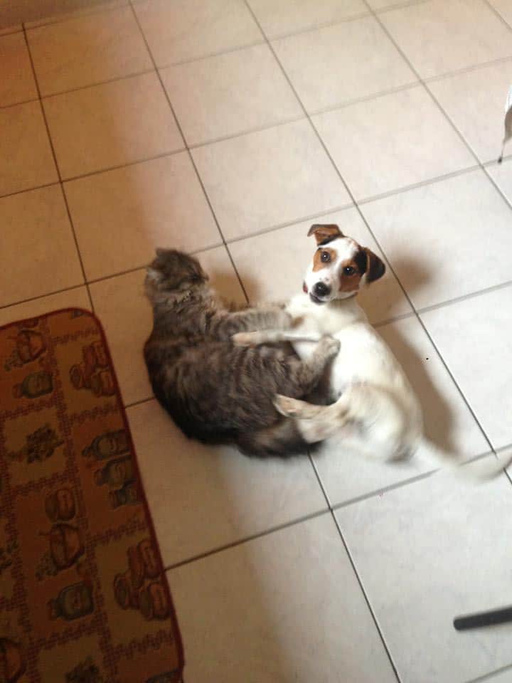 jack russel et chat