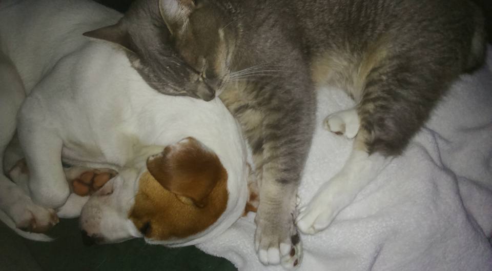 jack russel et chat