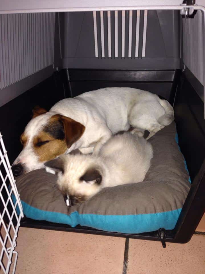 jack russel et chat