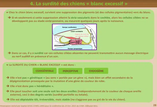 surdite chez le jack russell terrier