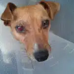 luxation cristallin chez le jack russell terrier