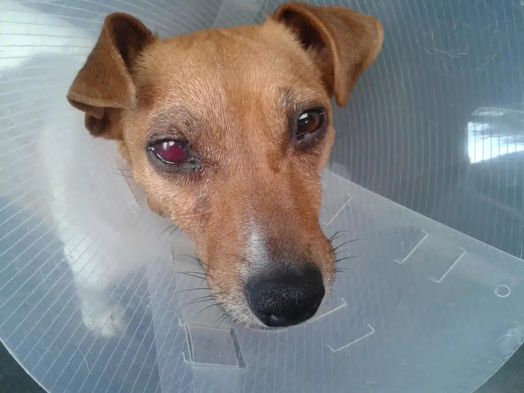 luxation cristallin chez le jack russell terrier
