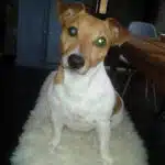 luxation cristallin chez le jack russell terrier
