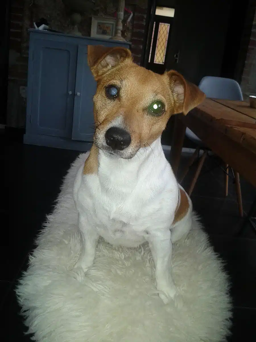 luxation cristallin chez le jack russell terrier