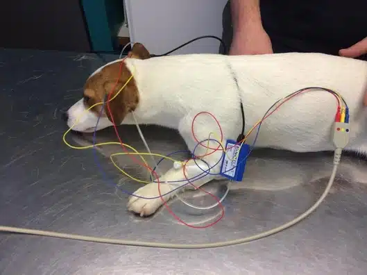 surdite chez le jack russell terrier