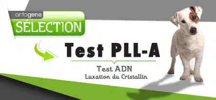 luxation cristallin chez le jack russell terrier